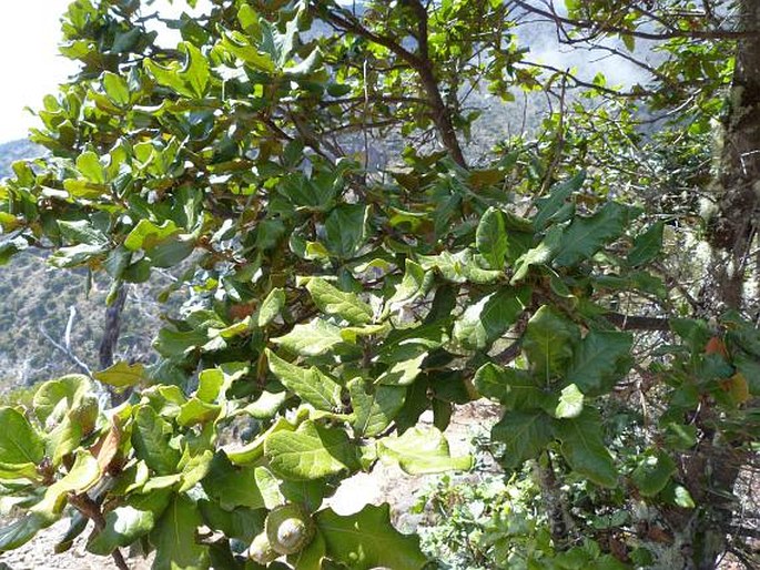 Quercus costaricensis