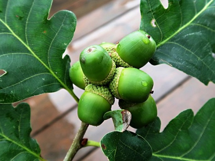 QUERCUS POLYCARPA Schur – dub mnohoplodý