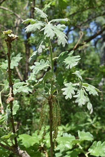 Quercus pyrenaica