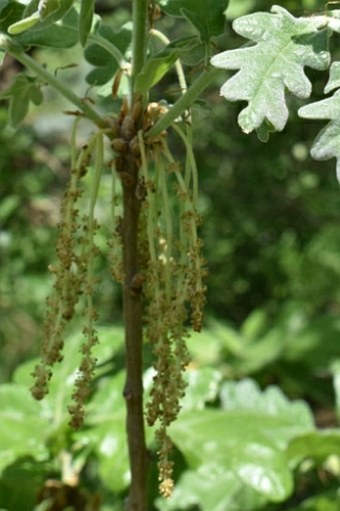 Quercus pyrenaica