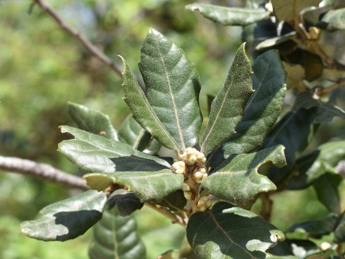 Quercus pyrenaica