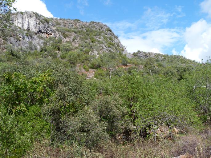 Quercus rotundifolia