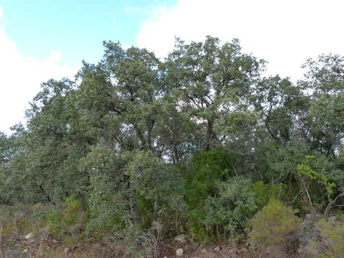 Quercus rotundifolia