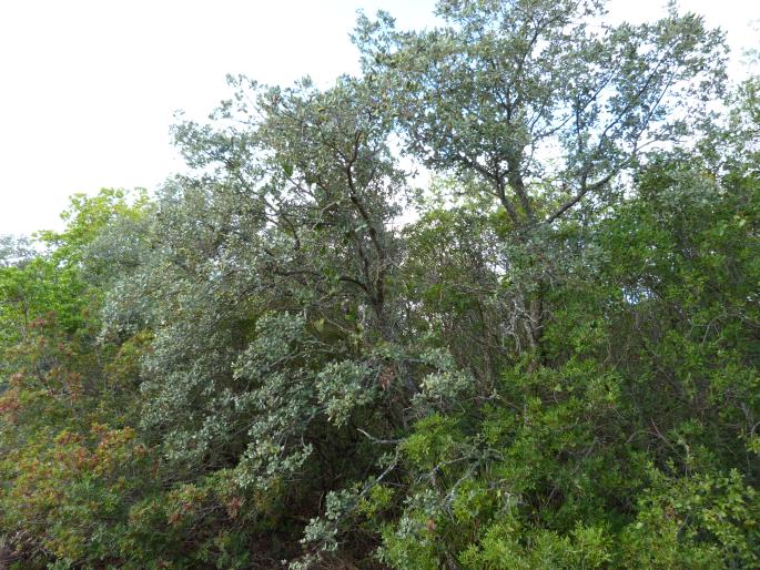 Quercus rotundifolia