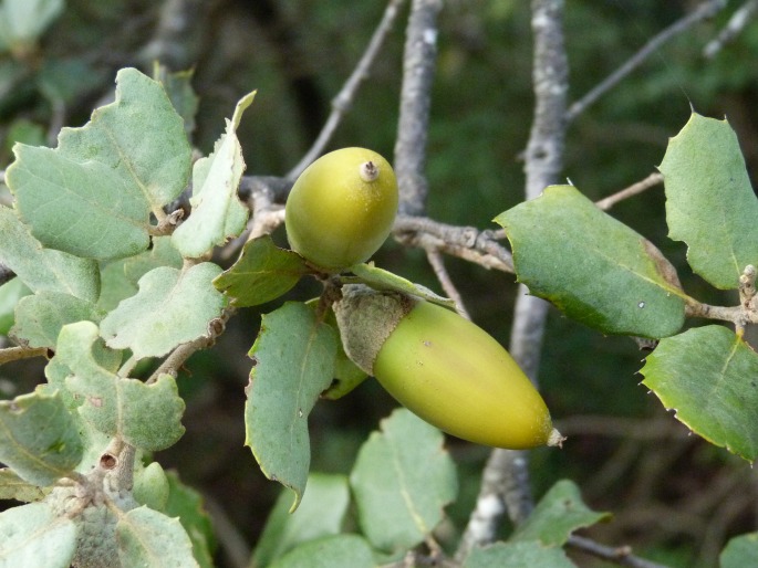 Quercus rotundifolia