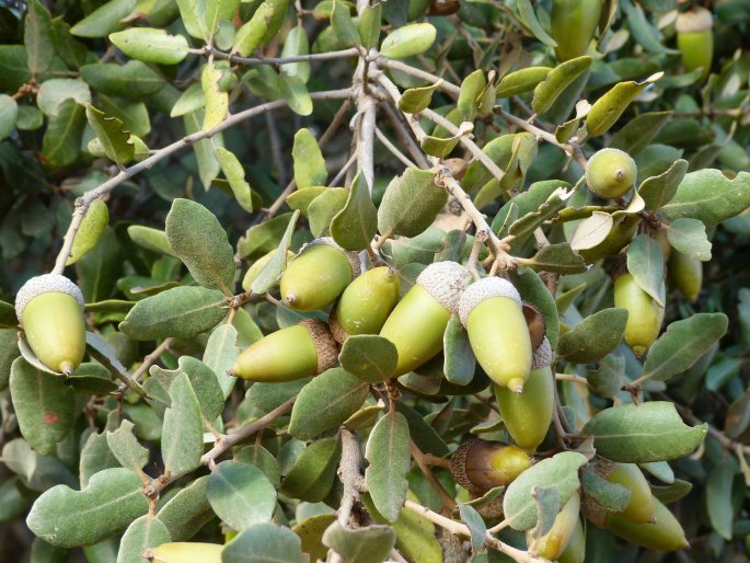 Quercus rotundifolia