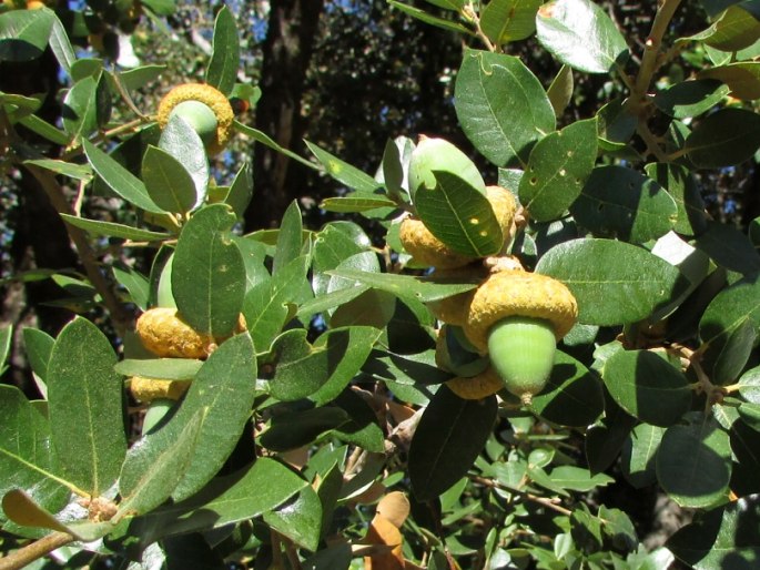 Quercus chrysolepis