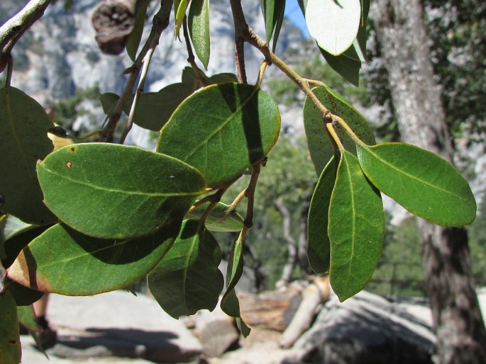 Quercus chrysolepis