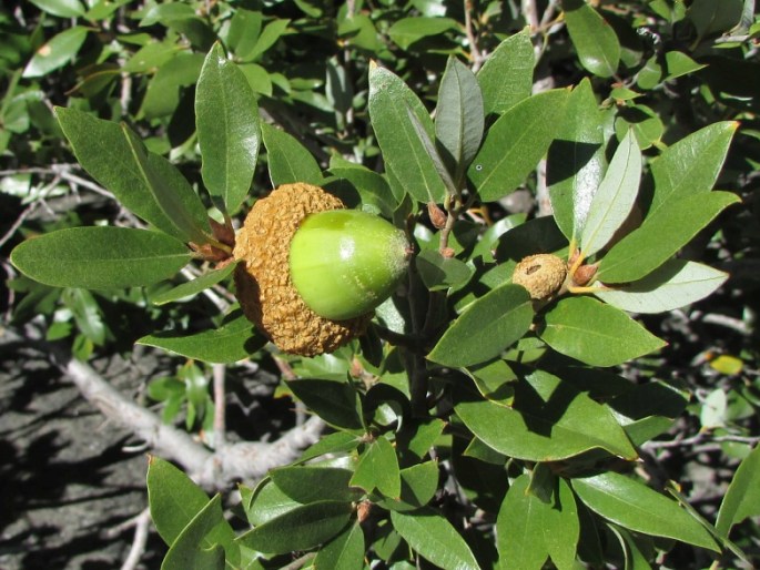 Quercus chrysolepis