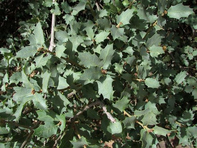 Quercus turbinella