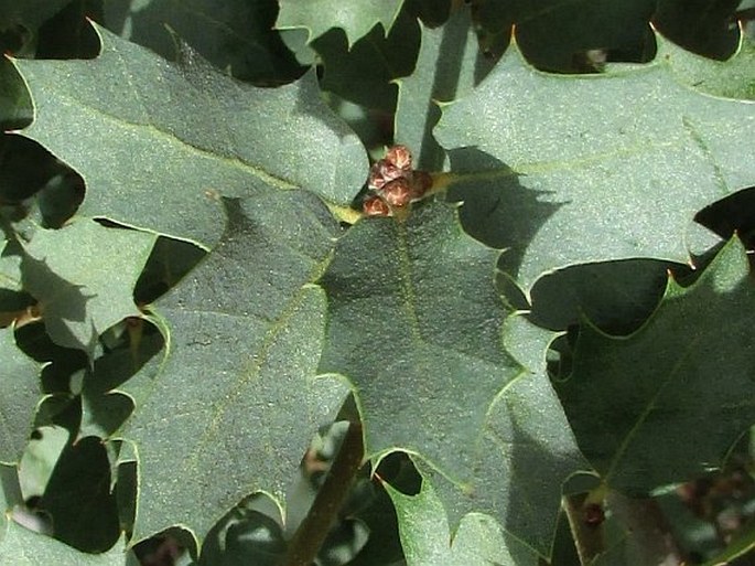 Quercus turbinella