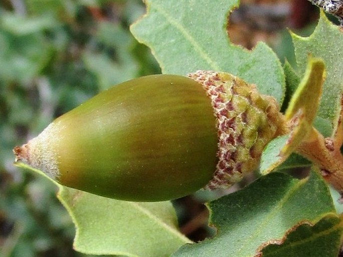 Quercus turbinella