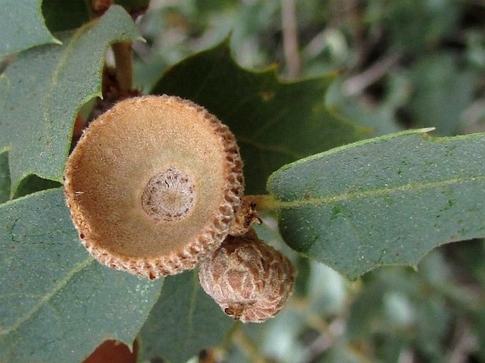 Quercus turbinella