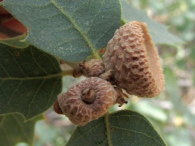 Quercus turbinella