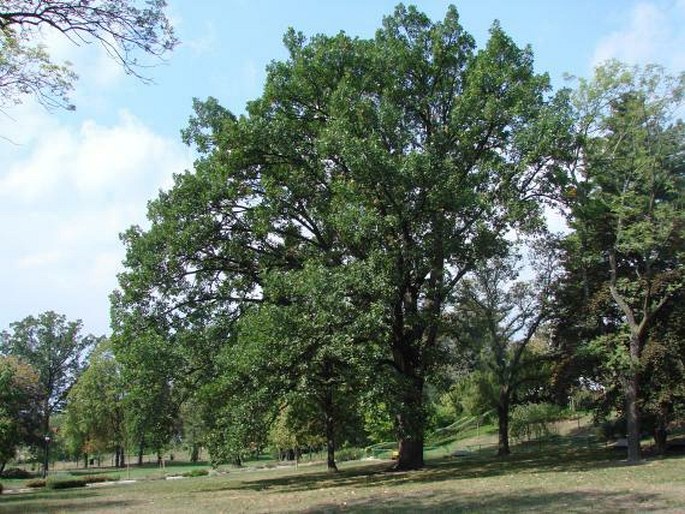 Quercus frainetto