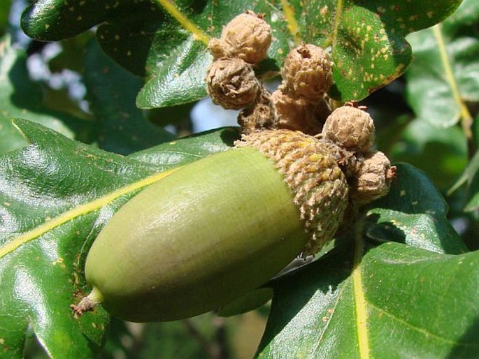 Quercus frainetto