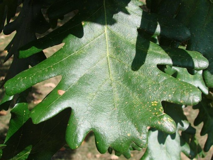 Quercus frainetto