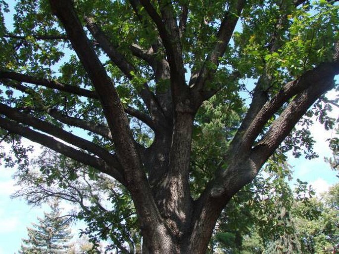 Quercus frainetto