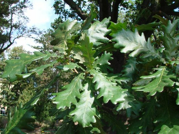 Quercus frainetto