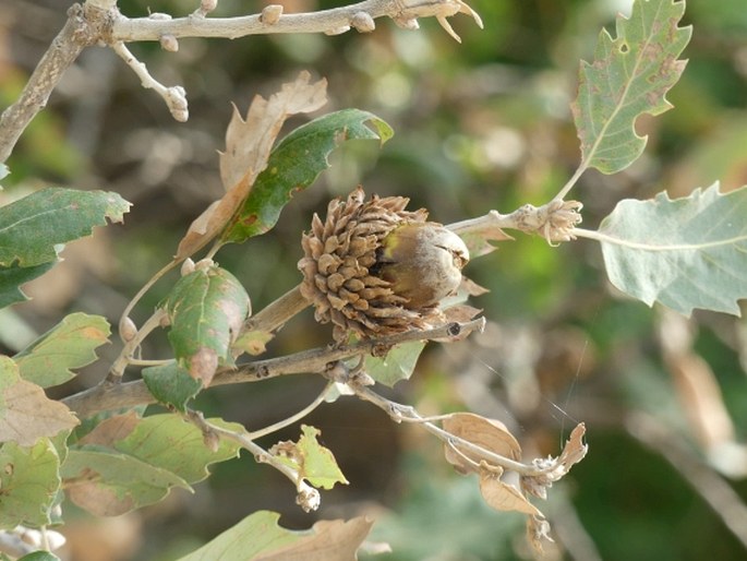 Quercus ithaburensis subsp. macrolepis