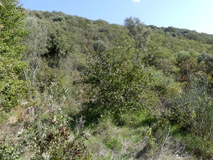 Quercus ithaburensis subsp. macrolepis