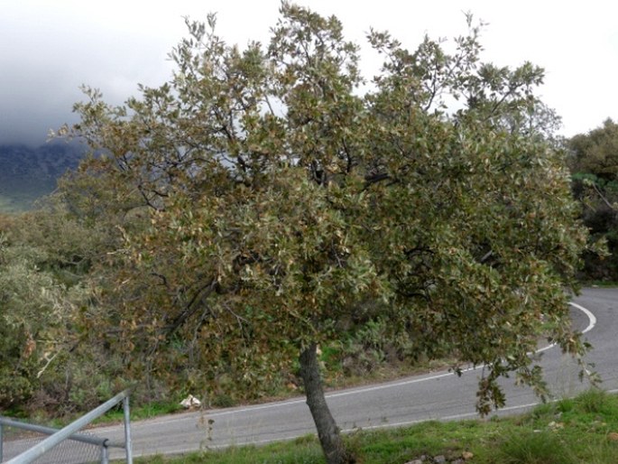 Quercus ithaburensis subsp. macrolepis