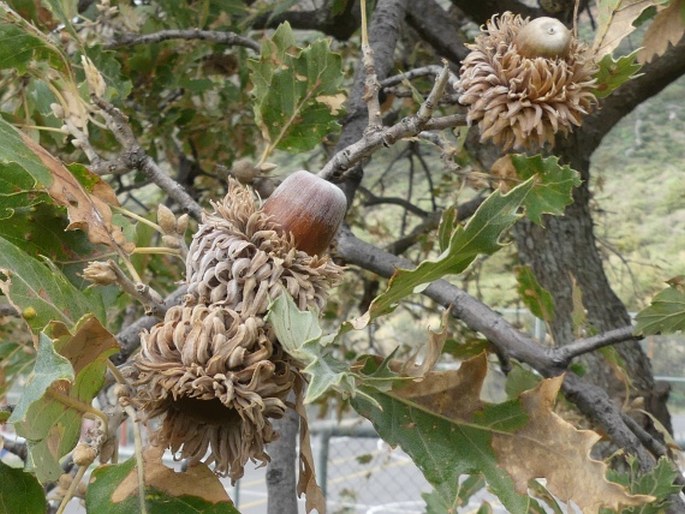 QUERCUS ITHABURENSIS subsp. MACROLEPIS (Kotschy) Hedge et Yalt. - dub