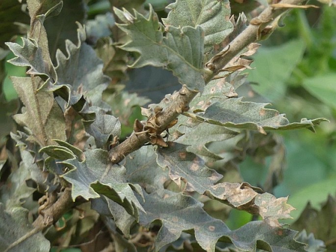 Quercus ithaburensis subsp. macrolepis