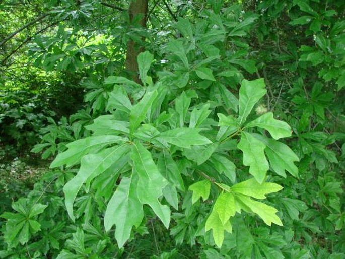 Quercus nigra