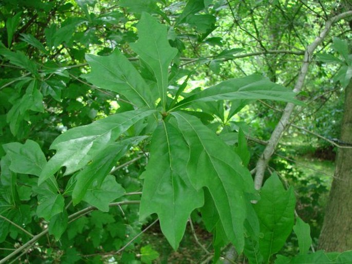 Quercus nigra