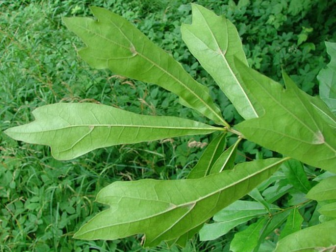 Quercus nigra