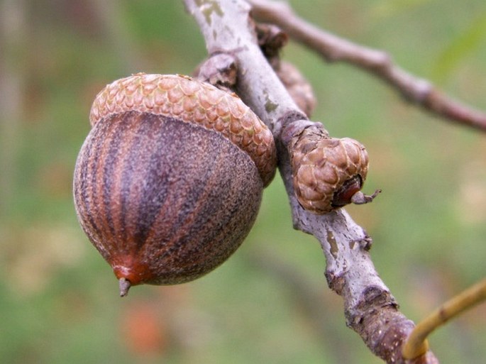 Quercus palustris