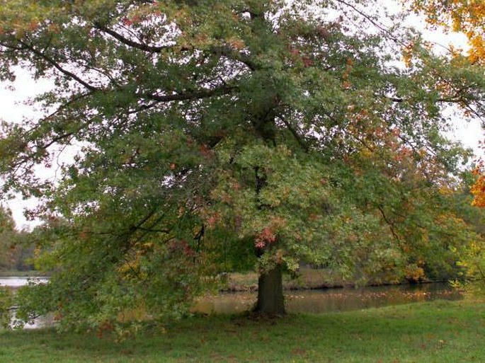 Quercus palustris