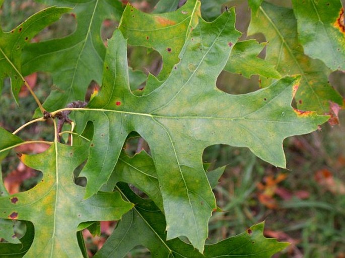 Quercus palustris