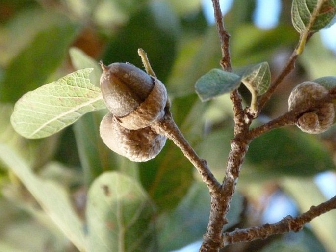 Quercus peduncularis