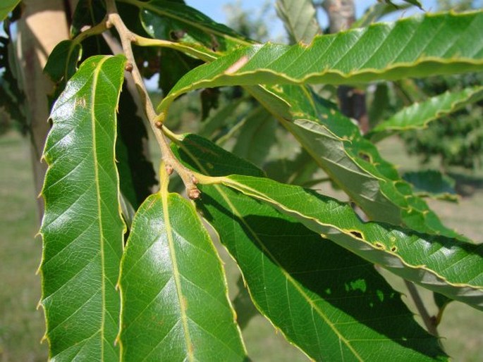 Quercus variabilis