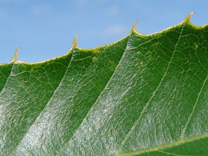 Quercus variabilis