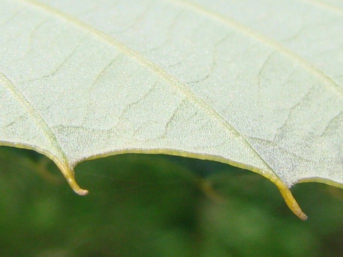 Quercus variabilis