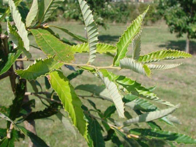 Quercus variabilis