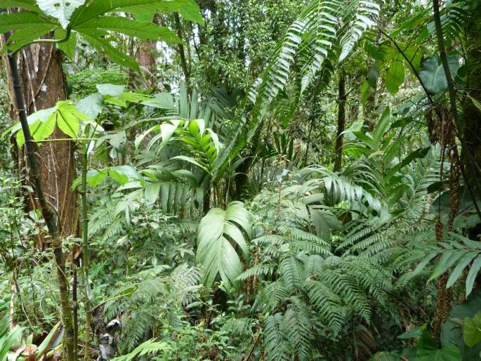 Biotopo del Quetzal