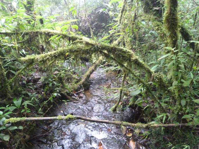 Biotopo del Quetzal