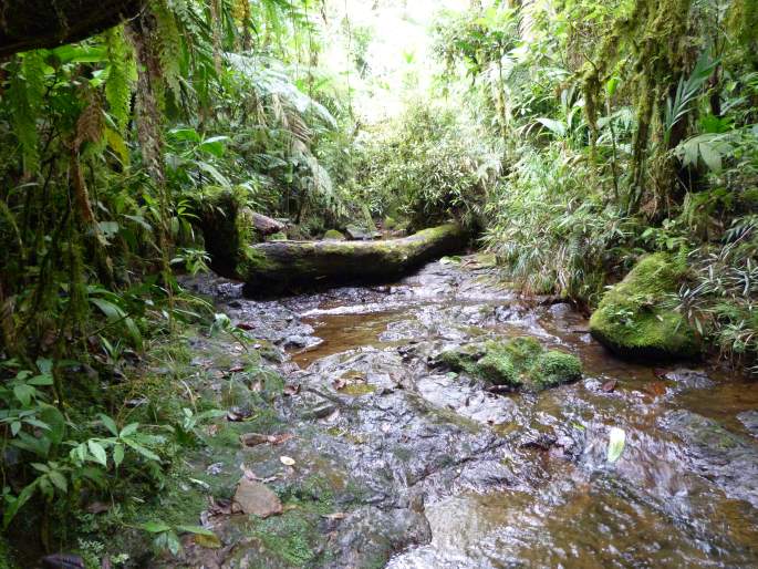 Biotopo del Quetzal