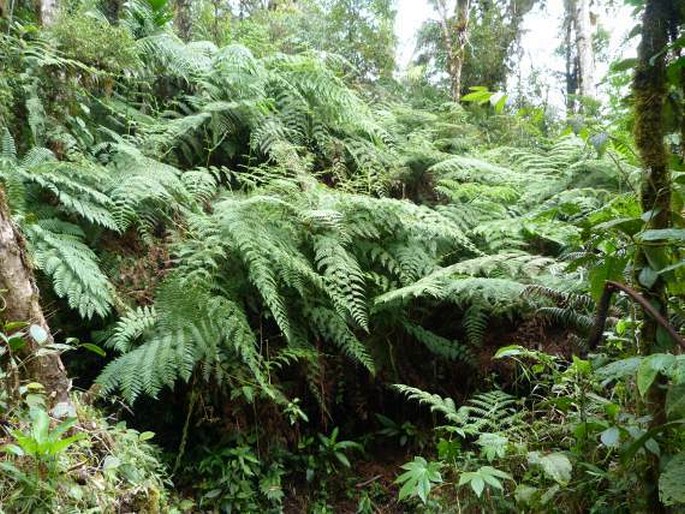 Biotopo del Quetzal