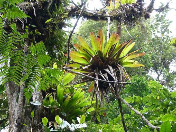 Biotopo del Quetzal