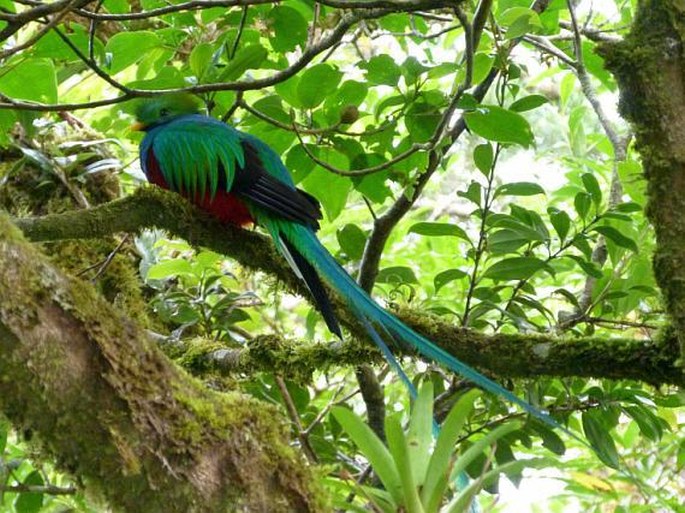 Biotopo del Quetzal