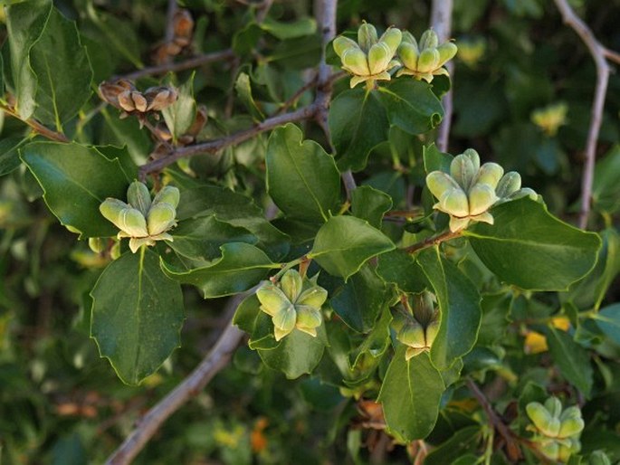 QUILLAJA SAPONARIA Molina - mydlokor tupolistý