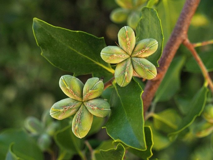 Quillaja saponaria