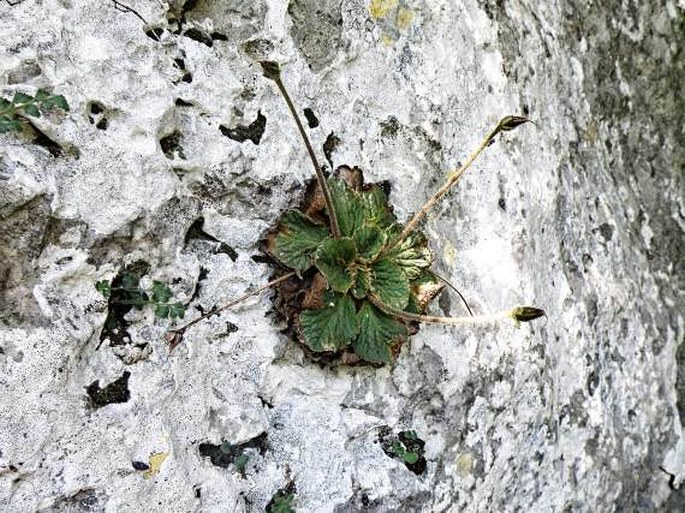 Ramonda nathaliae