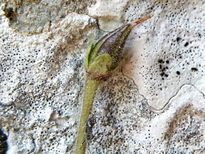 Ramonda nathaliae