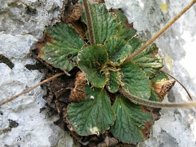 Ramonda nathaliae